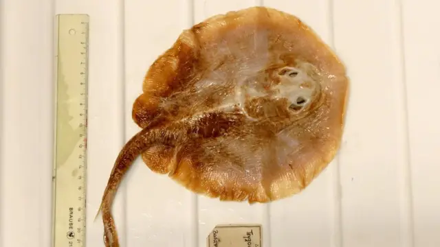 Edda Aßel, Museum für Naturkunde Berlin