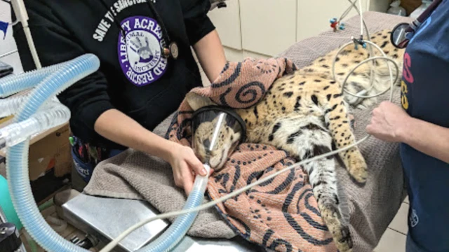 Serval receiving treatment