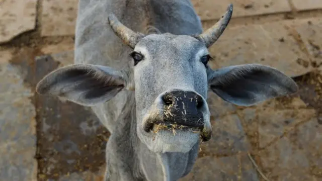 ගවයන්
