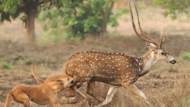 Imbwa ziteye impongo mu ntara ya Karnata mu bumanuko bw'Ubuhindi.