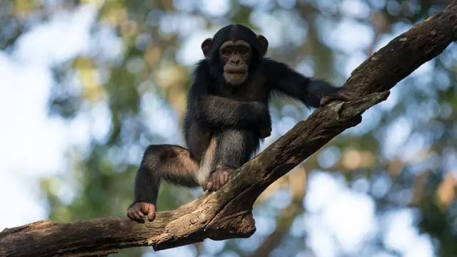 A chimpanzee