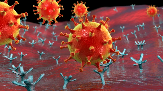 Illustration montrant un coronavirus se liant à des récepteurs sur des cellules humaines.