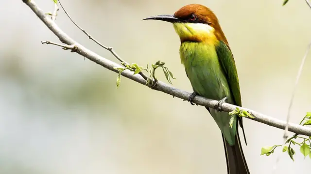 चरा