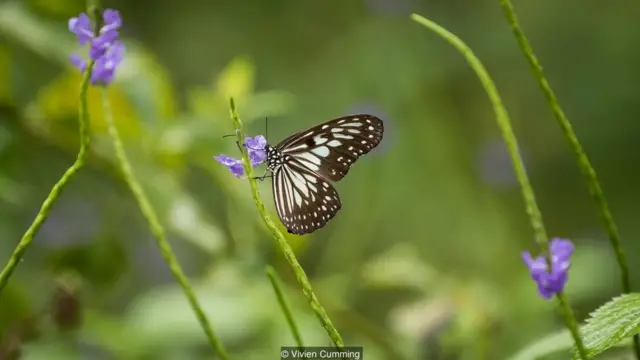 Sulawesi