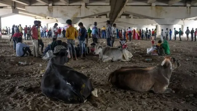 ગાયો