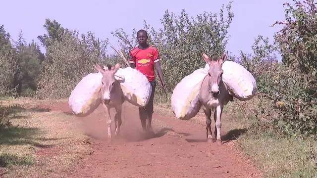 Aworan okunrin kan ati ketekete rẹ meji ni Sebei