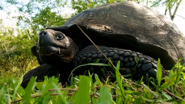 Nəhəng Galapagos tısbağası (Chelonoidis nigra)