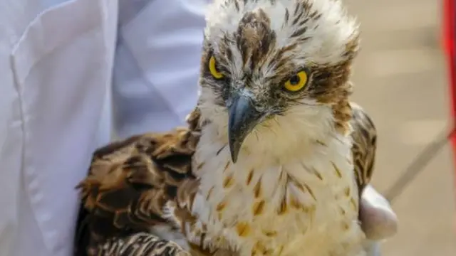 Inyoni zo mu bwoko bwa 'Osprey' zitungwa no kurya amafi