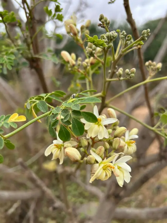 Moringa