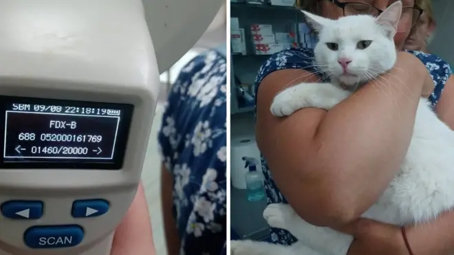 Mačor Sofio kod veterinara pošto su ga pronašli, levo na slici broj sa očitanog čipa, koji potvrđuje da je u pitanju Vojkanov mačak