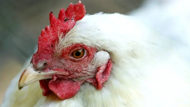 fowl head