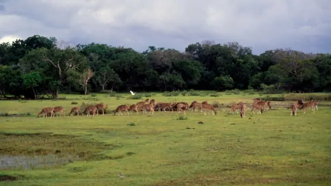 විල්පත්තු වන උද්‍යානය