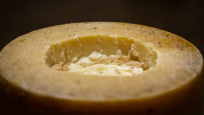 Maggot-ridden cheese