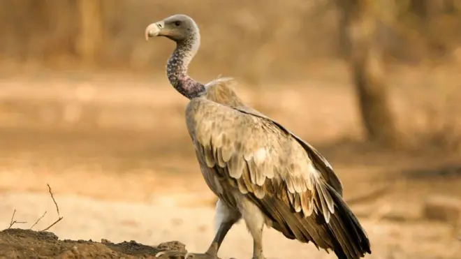 Vautour à long bec Gyps Indicus, Parc national de la réserve de tigres de Ranthambore, Rajasthan, Inde. 