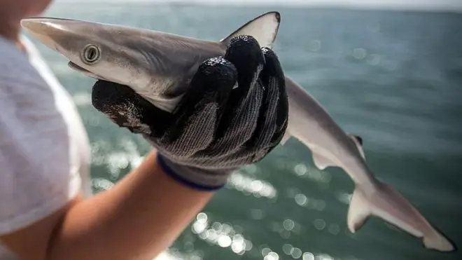 A woman holding a shark (file photo)