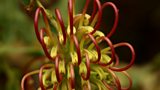 McCutcheon’s grevillea