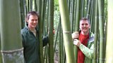 Monsters of the plant world