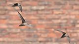 Chimney Swifts