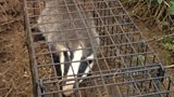 Badger about to be vaccinated