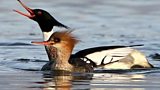 Red Breasted Mergansers at Whitehouse Lagoon