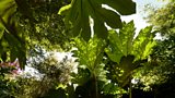 An incredible canopy
