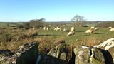 sheep and stone