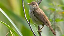 Marsh warbler