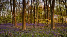 A bed of bluebells amongst the trees