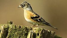 Brambling (Fringilla montifringilla)
