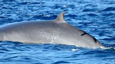 Bryde’s Whale with a shadow of a Cory’s Shearwater