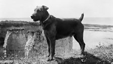 Hundreds of thousands of animals were requisitioned for the war effort. Horses, mules, dogs and pigeons all did their bit.