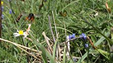 Its large jaws enable Osmia bicolor to carry the grass to thatch its nest, looking a little bit like it is riding a broomstick