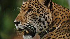 The Jaguar