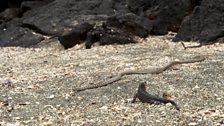 Hatchling marine iguana and racer snake