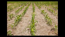 Ricky Ross - Organic farming in Zambia
