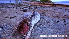 Morfil ar draeth Cricieth