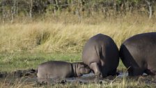 Mother and calf