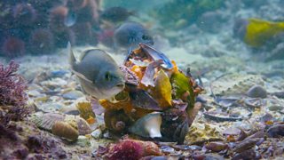 Memorable moments from Blue Planet II