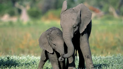 Rewilding orphan baby elephants in Zambia