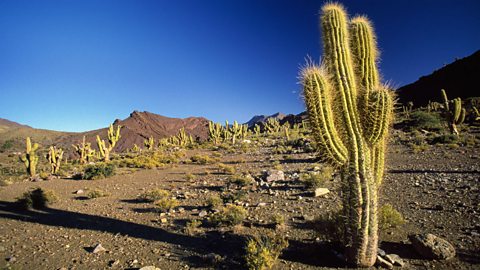 A cactus is adapted to life in a hot climate