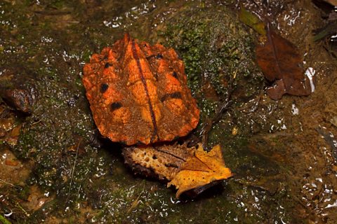 A mata mata turtle with its neck extended.