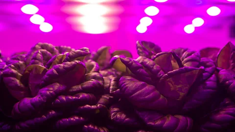 Jonne Roriz/Getty Images Salad leaves under pink lights in Brazil (Credit: Jonne Roriz/Getty Images)