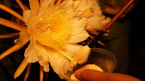How do you make a new flower?