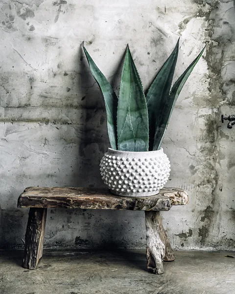 Hilton Carter/ CICO Books Matching a plant with its container is an aesthetic but also practical matter (Credit: Hilton Carter/ CICO Books)