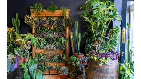 Dorling Kindersley/ Jason Ingram Variegated plants bring contrast and colour to a room (Credit: Dorling Kindersley/ Jason Ingram)