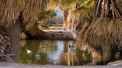 Agua Caliente Oasis in the USA