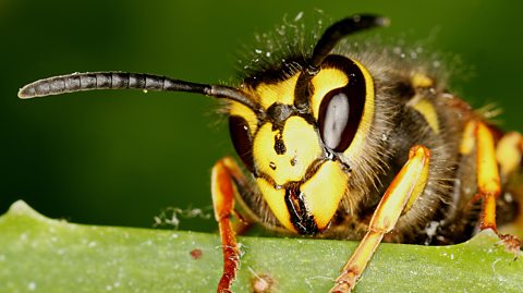 A close-up image of a common wasp sitting on a plant