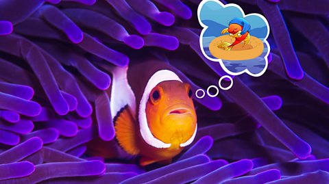 A clownfish sitting in a coral reef with a thought bubble showing a cartoon fish sleeping in the sea