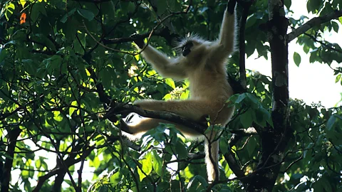 Alamy Gelephu is a biodiversity hotspot, home to golden langurs, tigers, rhinos and elephants (Credit: Alamy)