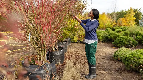 Getty Images A woman tends to an autumnal garden (Credit: Getty Images)